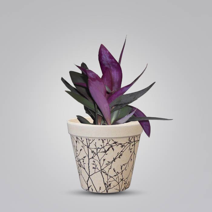 Tradescantia Pallida Houseplant in a 9cm Nursery Pot with Bamboo Plant Pot