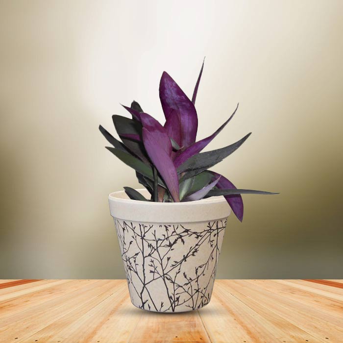 Tradescantia Pallida Houseplant in a 9cm Nursery Pot with Bamboo Plant Pot