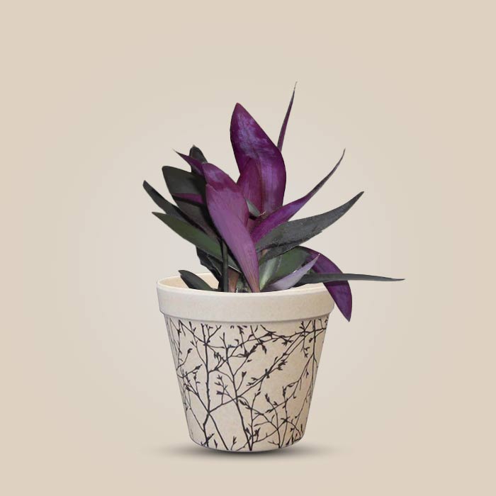 Tradescantia Pallida Houseplant in a 9cm Nursery Pot with Bamboo Plant Pot