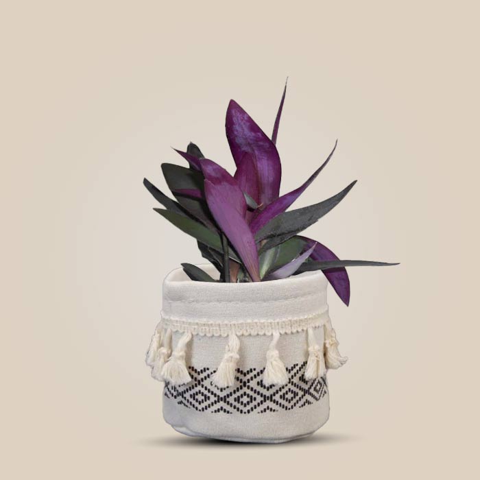 Tradescantia Pallida House Plant in a 9cm Nursery Pot with Cotton Pot