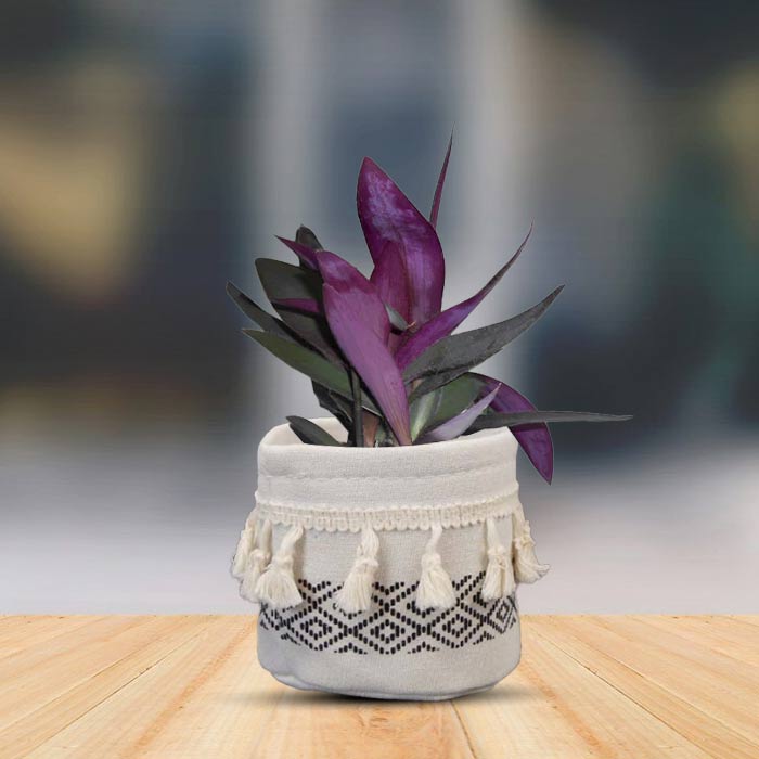 Tradescantia Pallida House Plant in a 9cm Nursery Pot with Cotton Pot