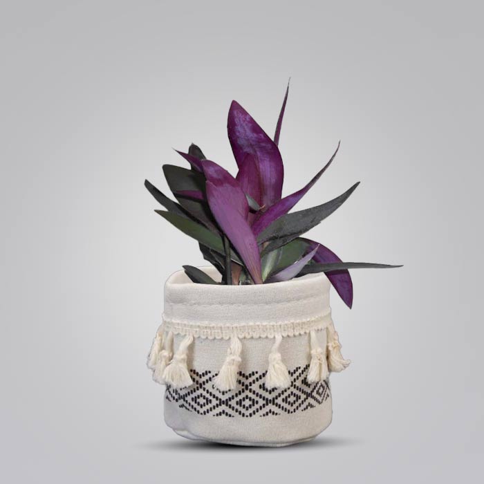 Tradescantia Pallida House Plant in a 9cm Nursery Pot with Cotton Pot