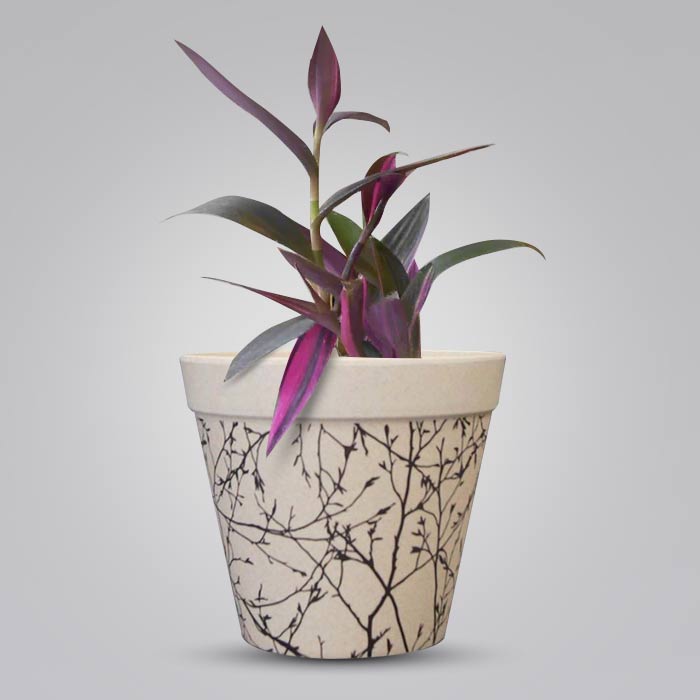 Tradescantia Pallida Pink Stripes Houseplant in a 13cm Nursery Pot with Bamboo Plant Pot