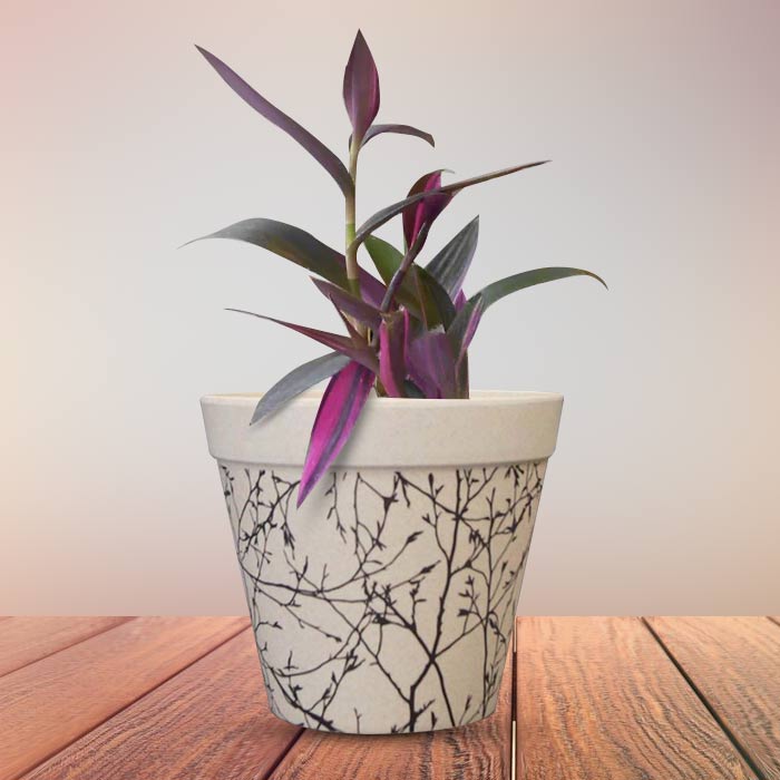 Tradescantia Pallida Pink Stripes Houseplant in a 13cm Nursery Pot with Bamboo Plant Pot