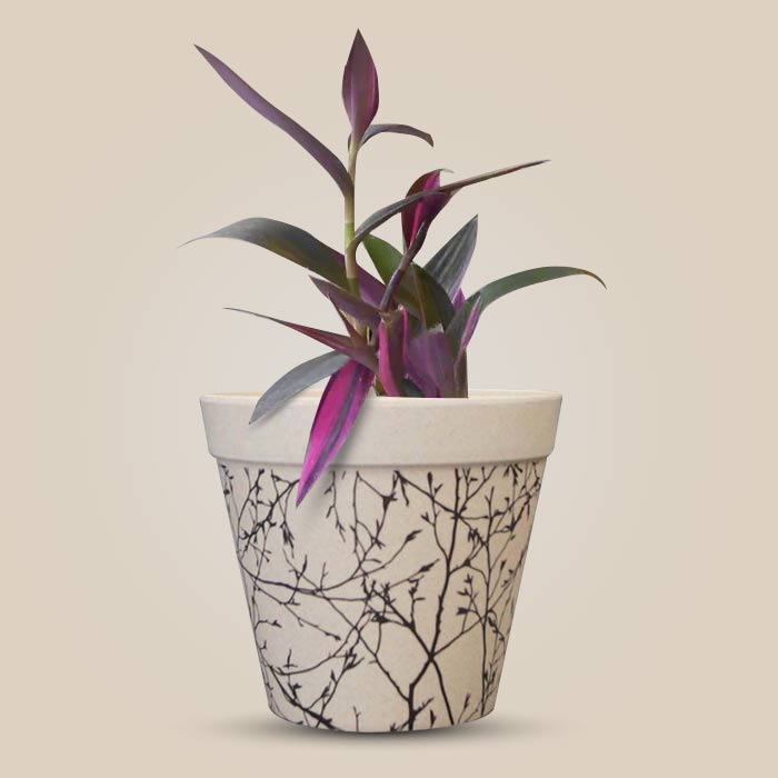 Tradescantia Pallida Pink Stripes Houseplant in a 13cm Nursery Pot with Bamboo Plant Pot