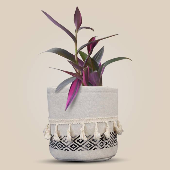 Tradescantia Pallida Pink Stripes House Plant in a 13cm Nursery Pot with Cotton Pot