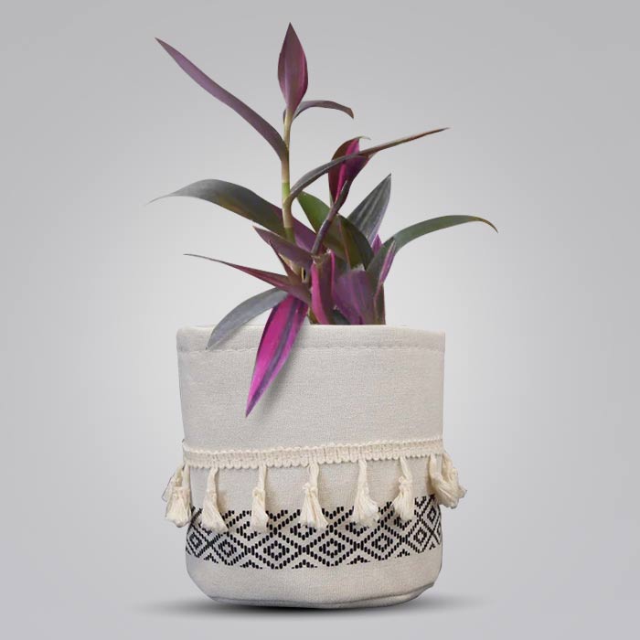 Tradescantia Pallida Pink Stripes House Plant in a 13cm Nursery Pot with Cotton Pot