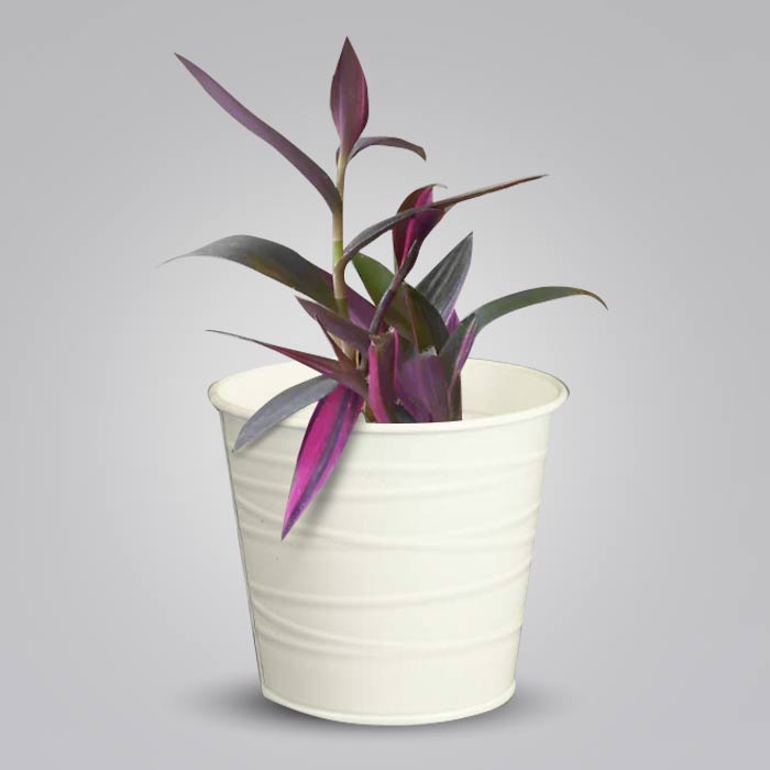 Tradescantia Pallida Pink Stripes Indoor Plant in a 13cm Nursery Pot with White Metal Pot