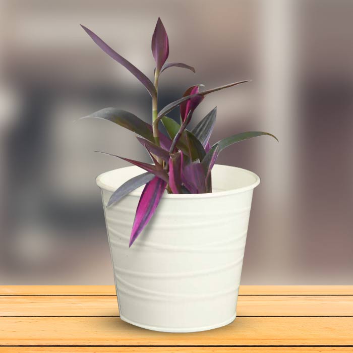 Tradescantia Pallida Pink Stripes Indoor Plant in a 13cm Nursery Pot with White Metal Pot