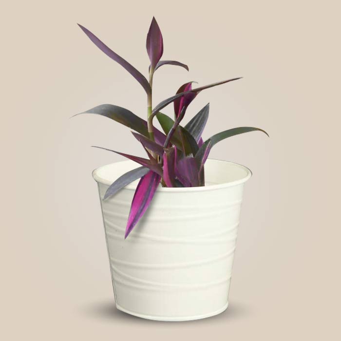 Tradescantia Pallida Pink Stripes Indoor Plant in a 13cm Nursery Pot with White Metal Pot