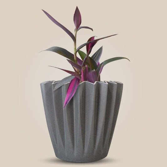 Tradescantia Pallida Pink Stripes Indoor Houseplant in a 13cm Nursery Pot with Grey Pot