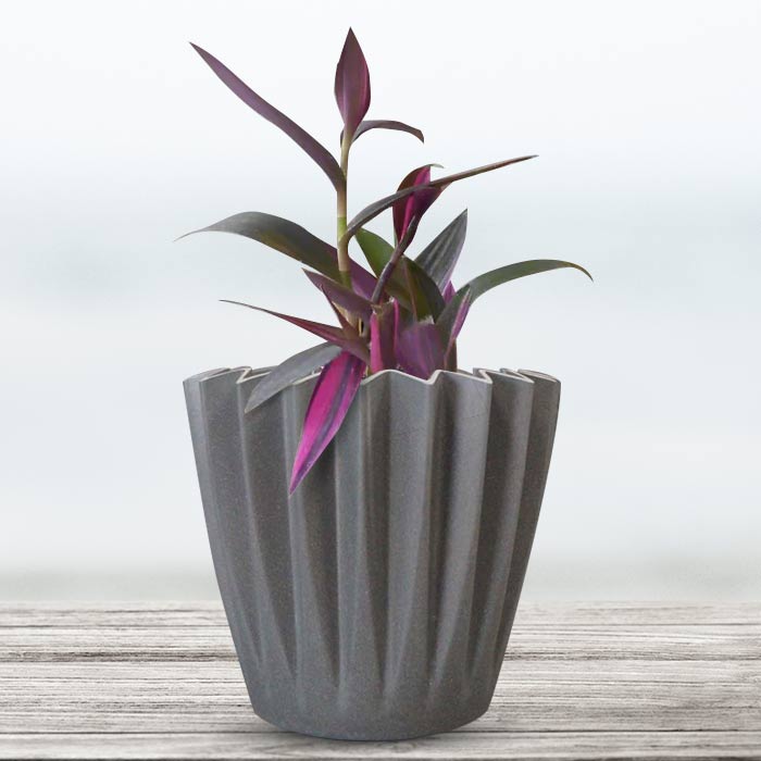 Tradescantia Pallida Pink Stripes Indoor Houseplant in a 13cm Nursery Pot with Grey Pot