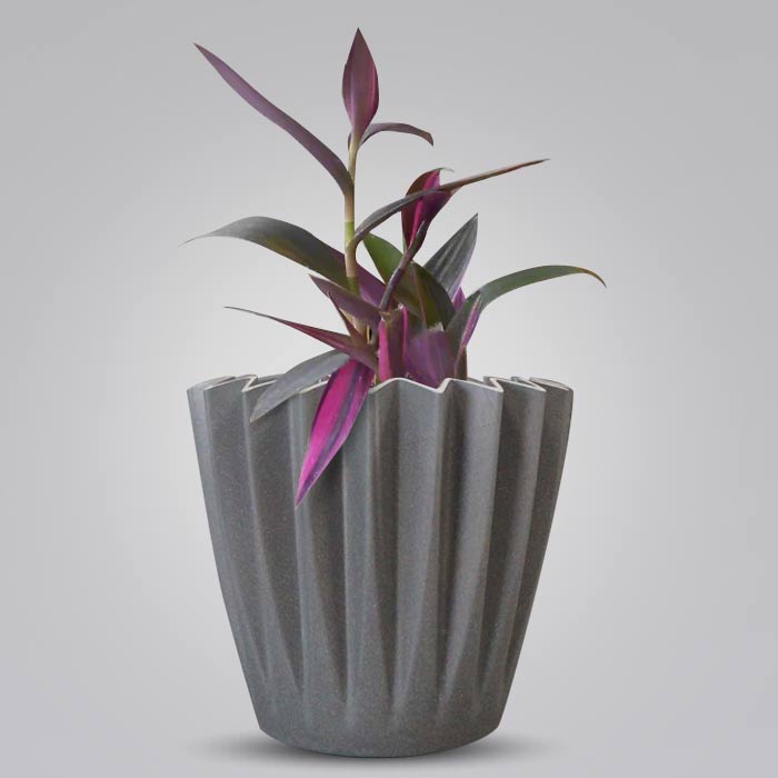 Tradescantia Pallida Pink Stripes Indoor Houseplant in a 13cm Nursery Pot with Grey Pot