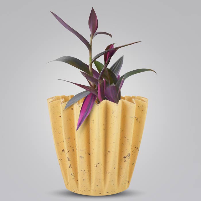 Tradescantia Pallida Pink Stripes Indoor House Plant in a 13cm Nursery Pot with Yellow Plant Pot