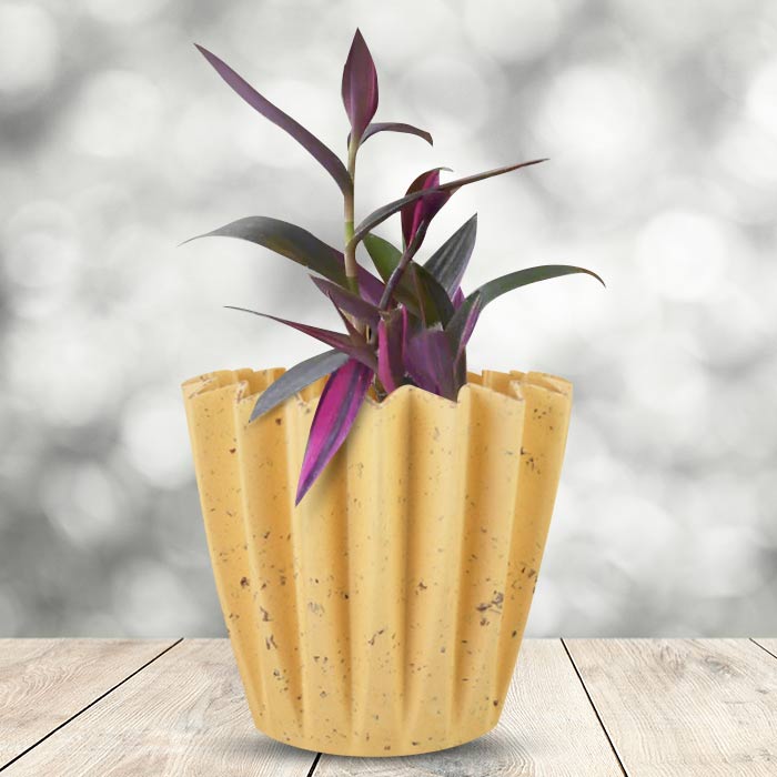 Tradescantia Pallida Pink Stripes Indoor House Plant in a 13cm Nursery Pot with Yellow Plant Pot