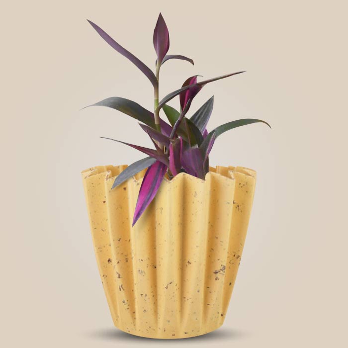 Tradescantia Pallida Pink Stripes Indoor House Plant in a 13cm Nursery Pot with Yellow Plant Pot