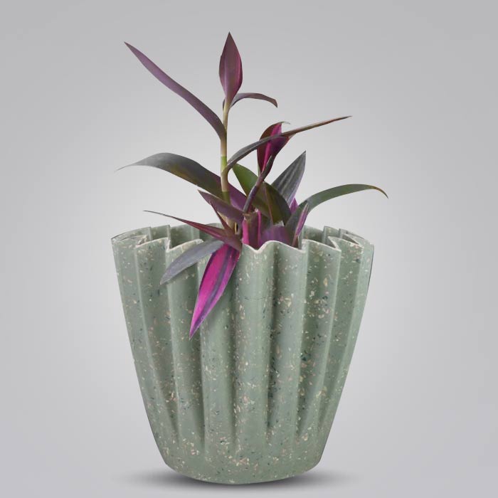 Tradescantia Pallida Pink Stripes Houseplant in a 13cm Nursery Pot with Sage Green Pot