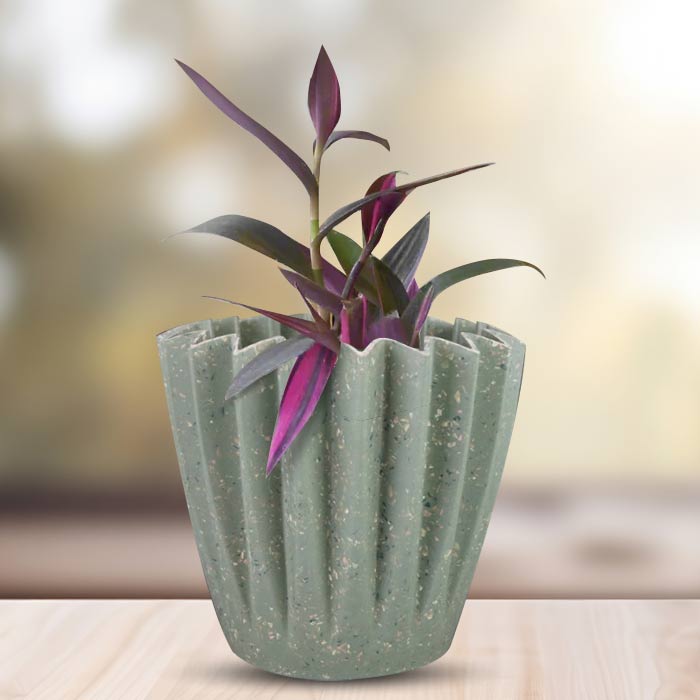 Tradescantia Pallida Pink Stripes Houseplant in a 13cm Nursery Pot with Sage Green Pot