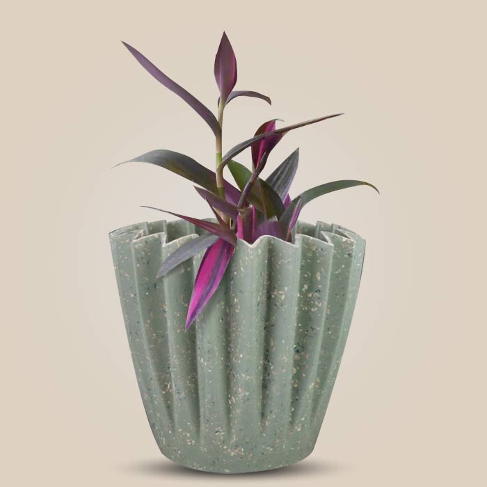 Tradescantia Pallida Pink Stripes Houseplant in a 13cm Nursery Pot with Sage Green Pot