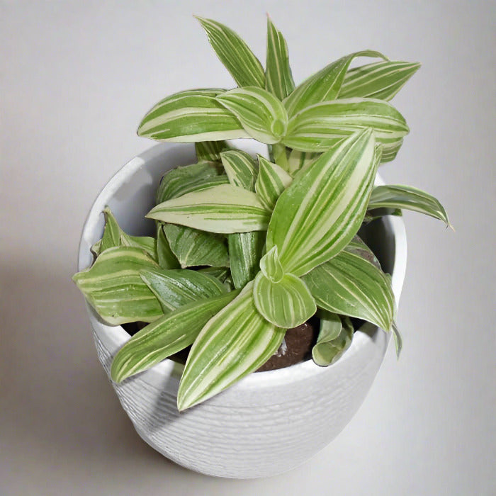 Tradescantia silver queen houseplant leaves