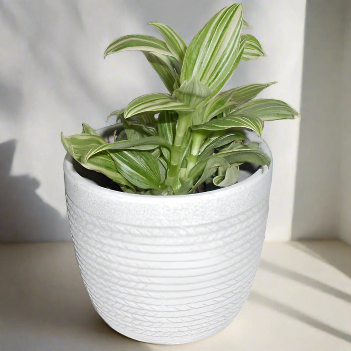 Silver inch plant houseplant in a pot