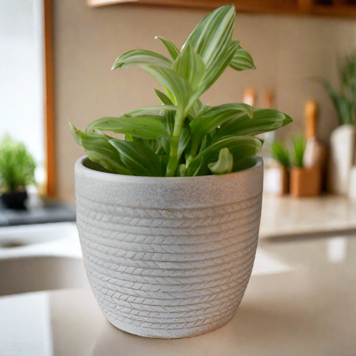 Tradescantia Silver Queen in a kitchen