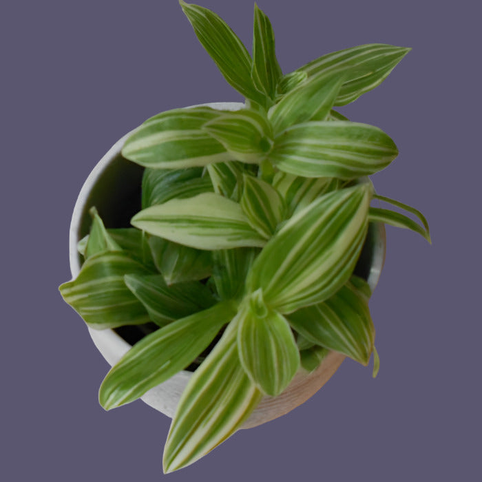 Tradescantia Silver Queen leaves from above