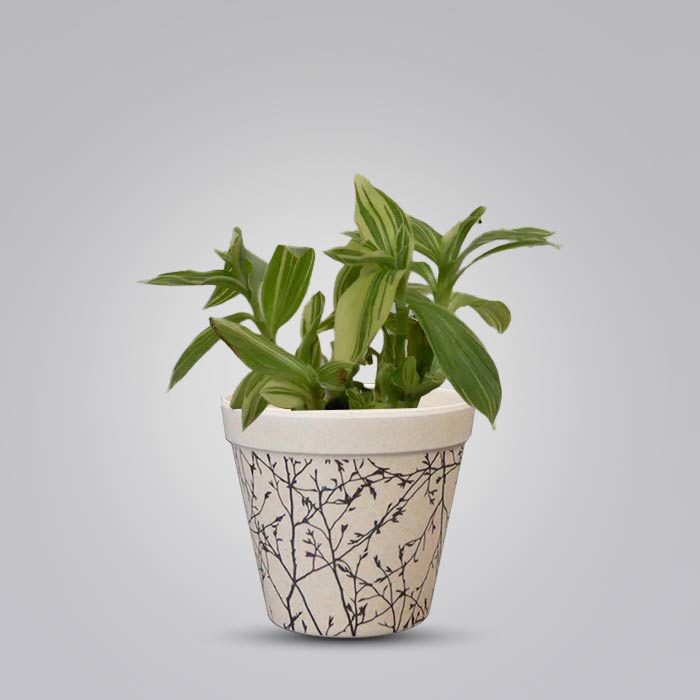 Tradescantia Silver Queen Houseplant in a 9cm Nursery Pot with Bamboo Plant Pot