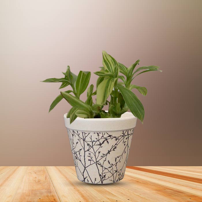 Tradescantia Silver Queen Houseplant in a 9cm Nursery Pot with Bamboo Plant Pot