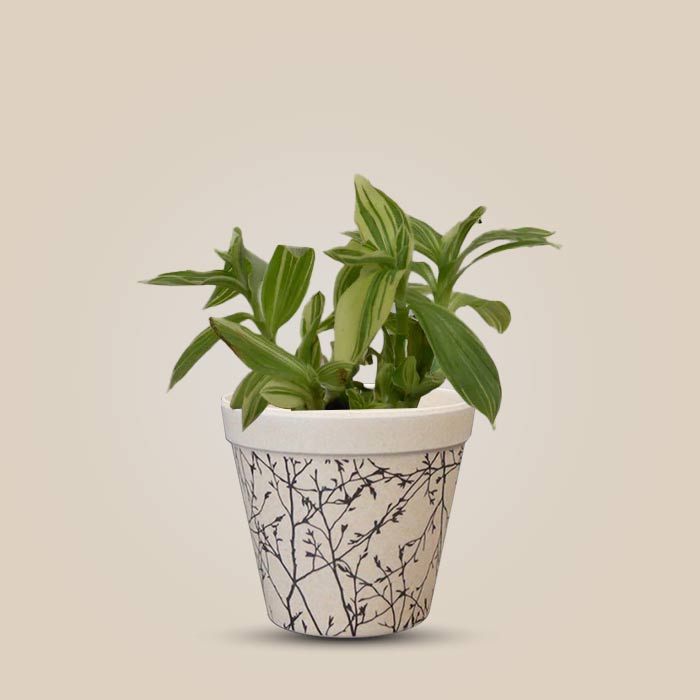 Tradescantia Silver Queen Houseplant in a 9cm Nursery Pot with Bamboo Plant Pot