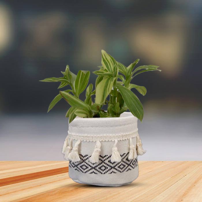 Tradescantia Silver Queen House Plant in a 9cm Nursery Pot with Cotton Pot