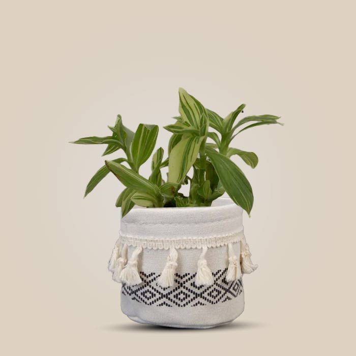 Tradescantia Silver Queen House Plant in a 9cm Nursery Pot with Cotton Pot