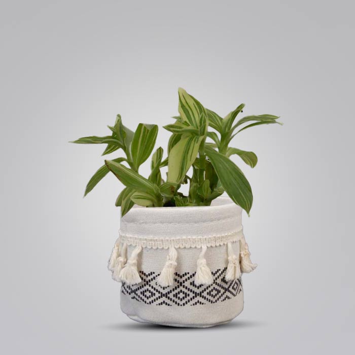 Tradescantia Silver Queen House Plant in a 9cm Nursery Pot with Cotton Pot