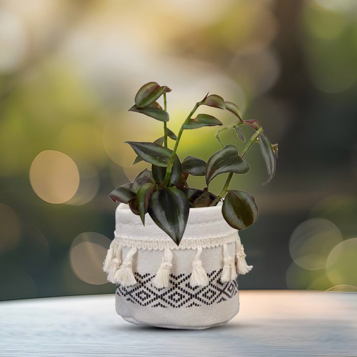 Tradescantia Zebrina Purple House Plant in a 9cm Nursery Pot with Cotton Pot