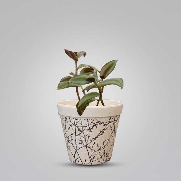 Tradescantia Zebrina Silver Houseplant in a 9cm Nursery Pot with Bamboo Plant Pot