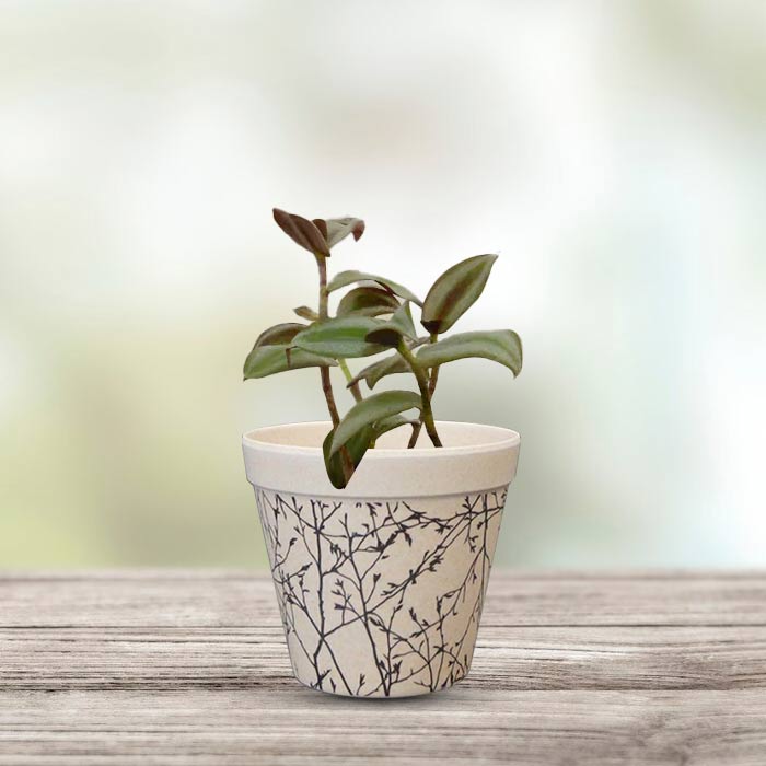 Tradescantia Zebrina Silver Houseplant in a 9cm Nursery Pot with Bamboo Plant Pot