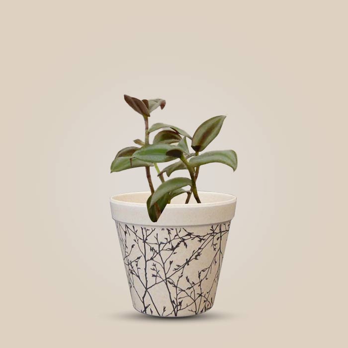 Tradescantia Zebrina Silver Houseplant in a 9cm Nursery Pot with Bamboo Plant Pot