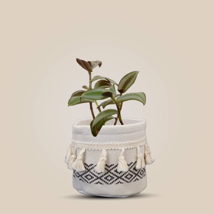 Tradescantia Zebrina Silver House Plant in a 9cm Nursery Pot with Cotton Pot