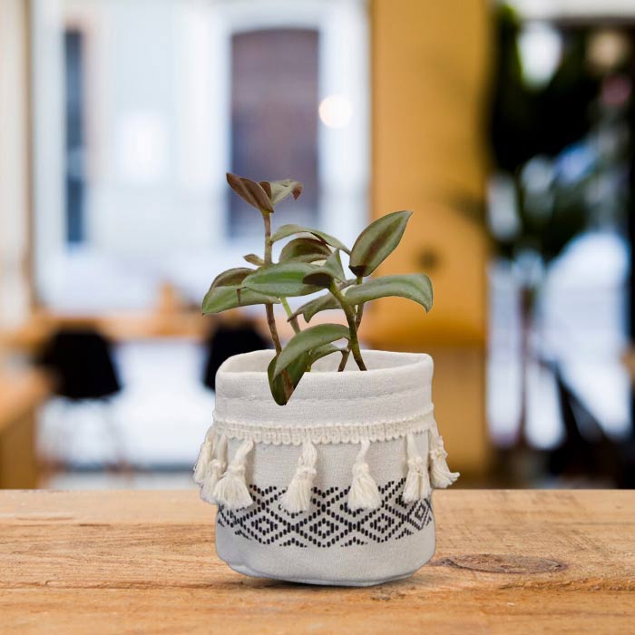 Tradescantia Zebrina Silver House Plant in a 9cm Nursery Pot with Cotton Pot