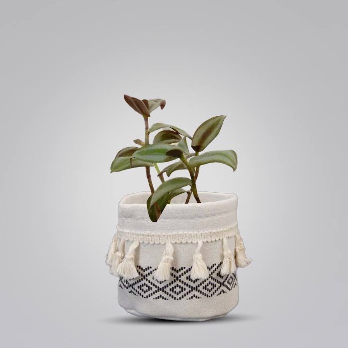 Tradescantia Zebrina Silver House Plant in a 9cm Nursery Pot with Cotton Pot