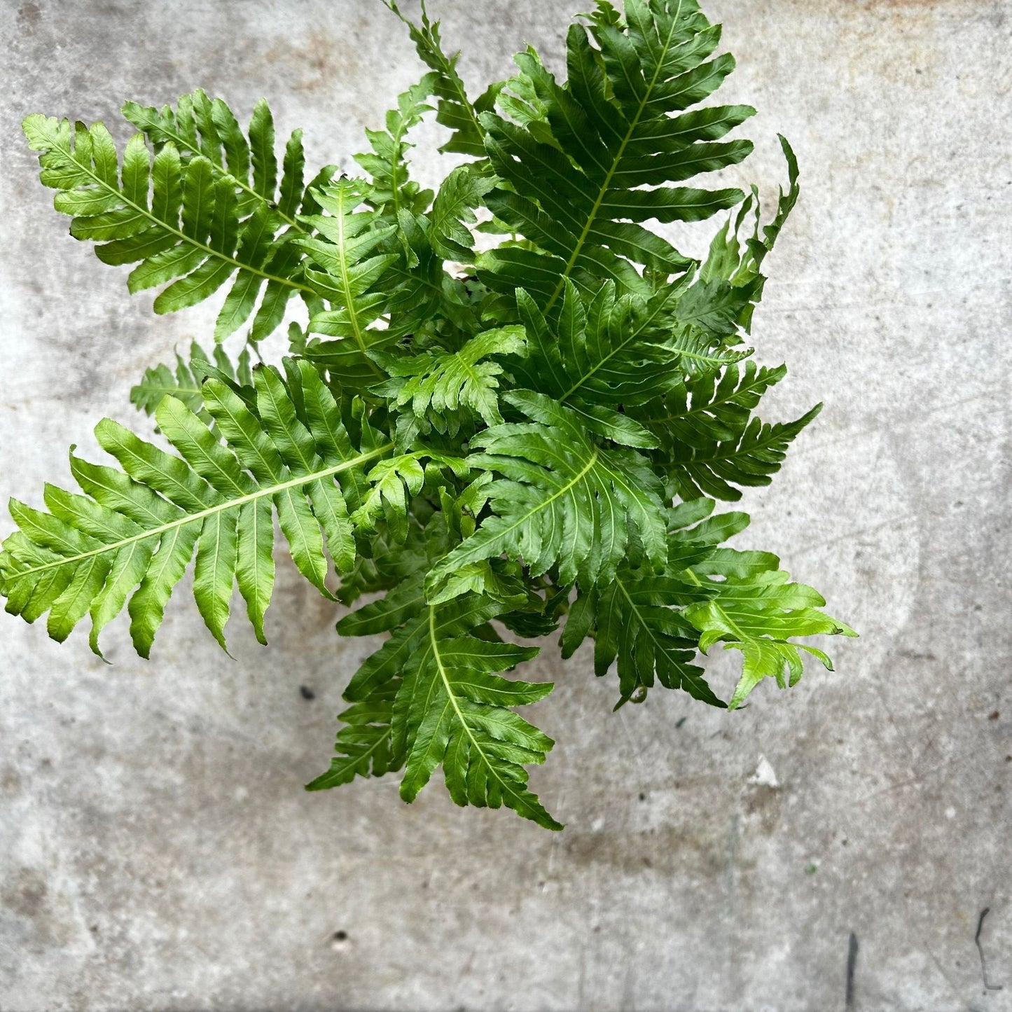 Blechnum gibbum 'Silver Lady' (Silver Lady Fern)