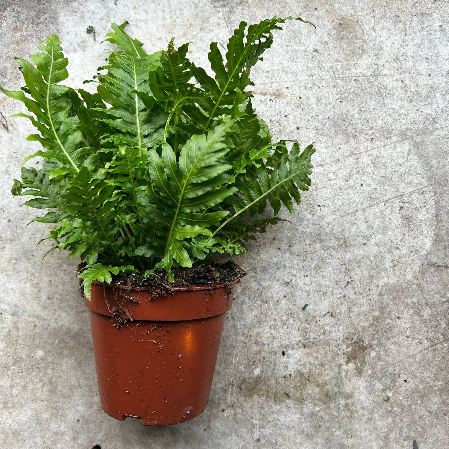 Blechnum gibbum 'Silver Lady' (Silver Lady Fern)