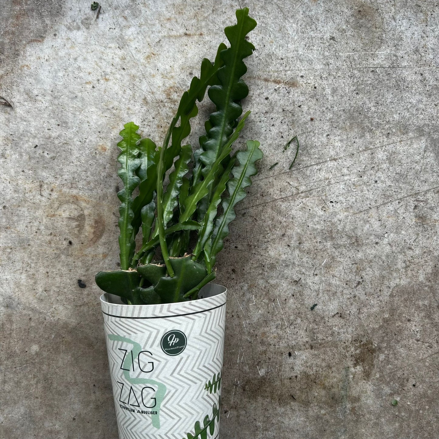 Disocactus anguliger (Fishbone Cactus)