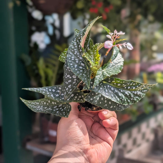 Begonia maculata 'Silverspot' (Polka Dot Begonia)