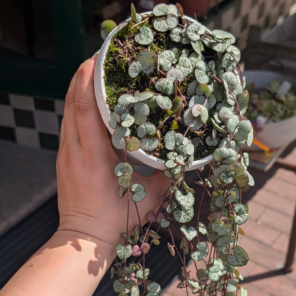 Ceropegia woodii 'Silver Glory' (String of Hearts)