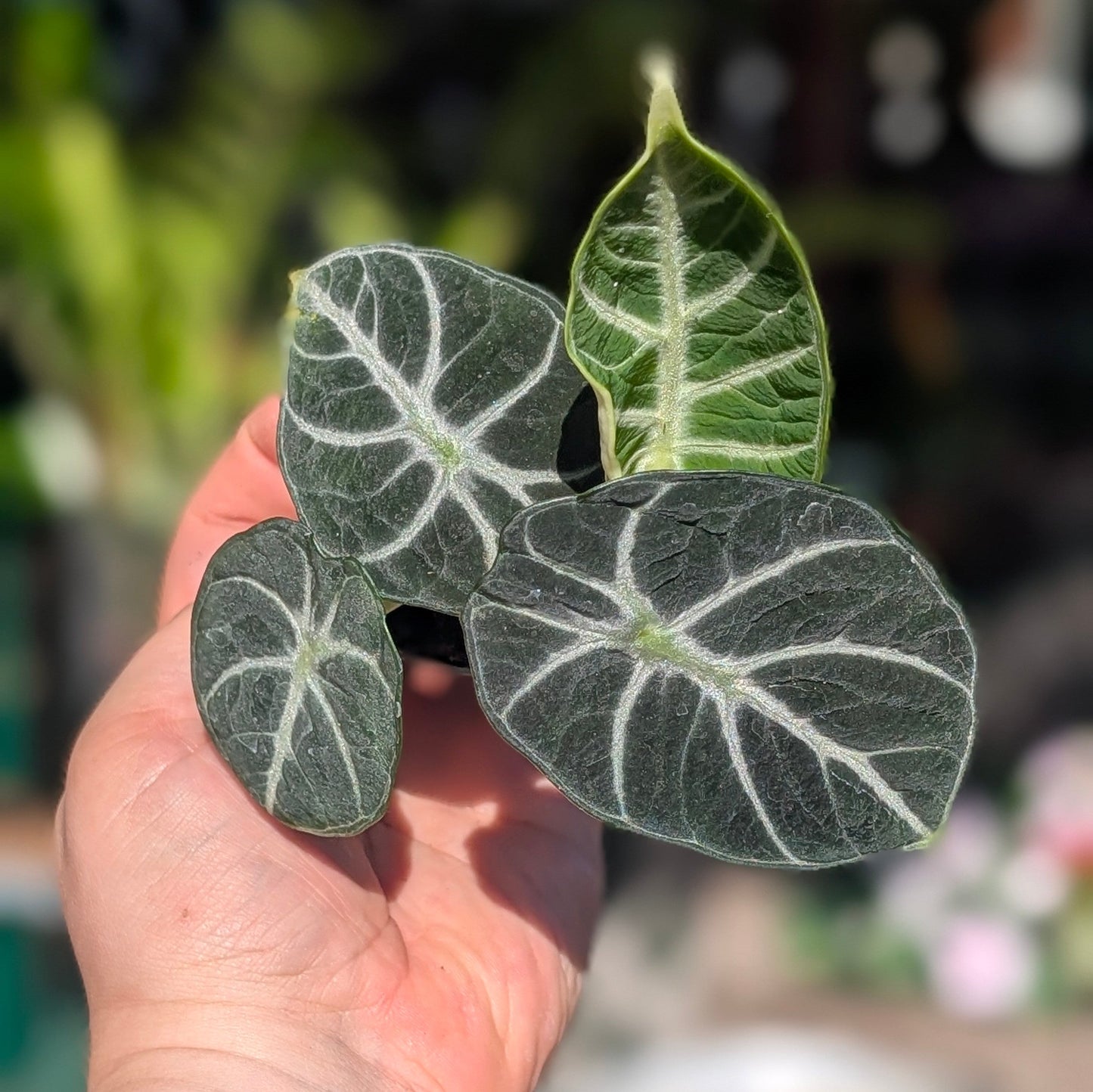 Alocasia 'Ninja'