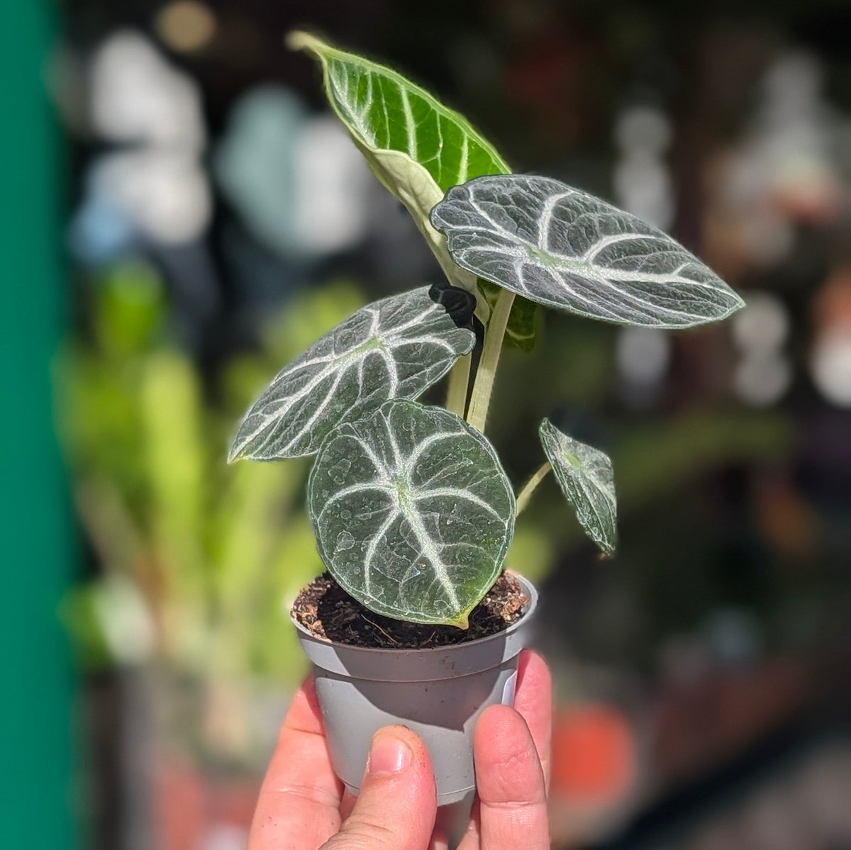 Alocasia 'Ninja'