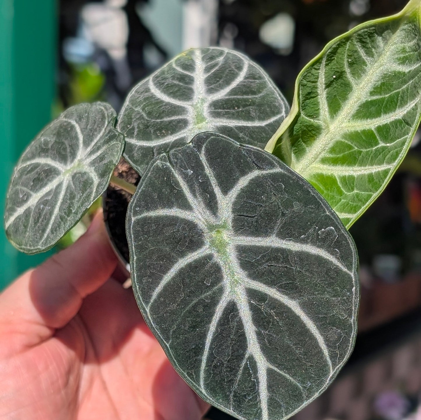 Alocasia 'Ninja'