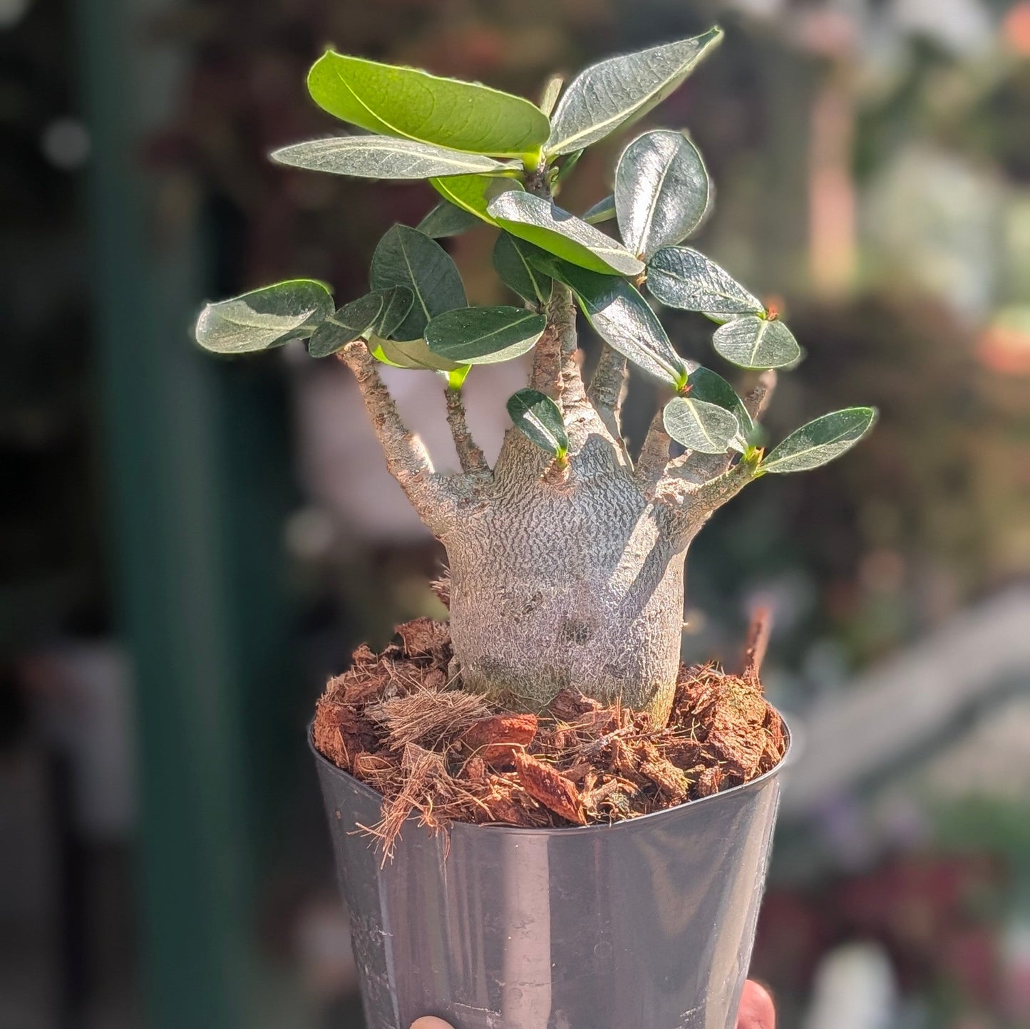 Adenium obesum 'Baobab' (Desert Rose)