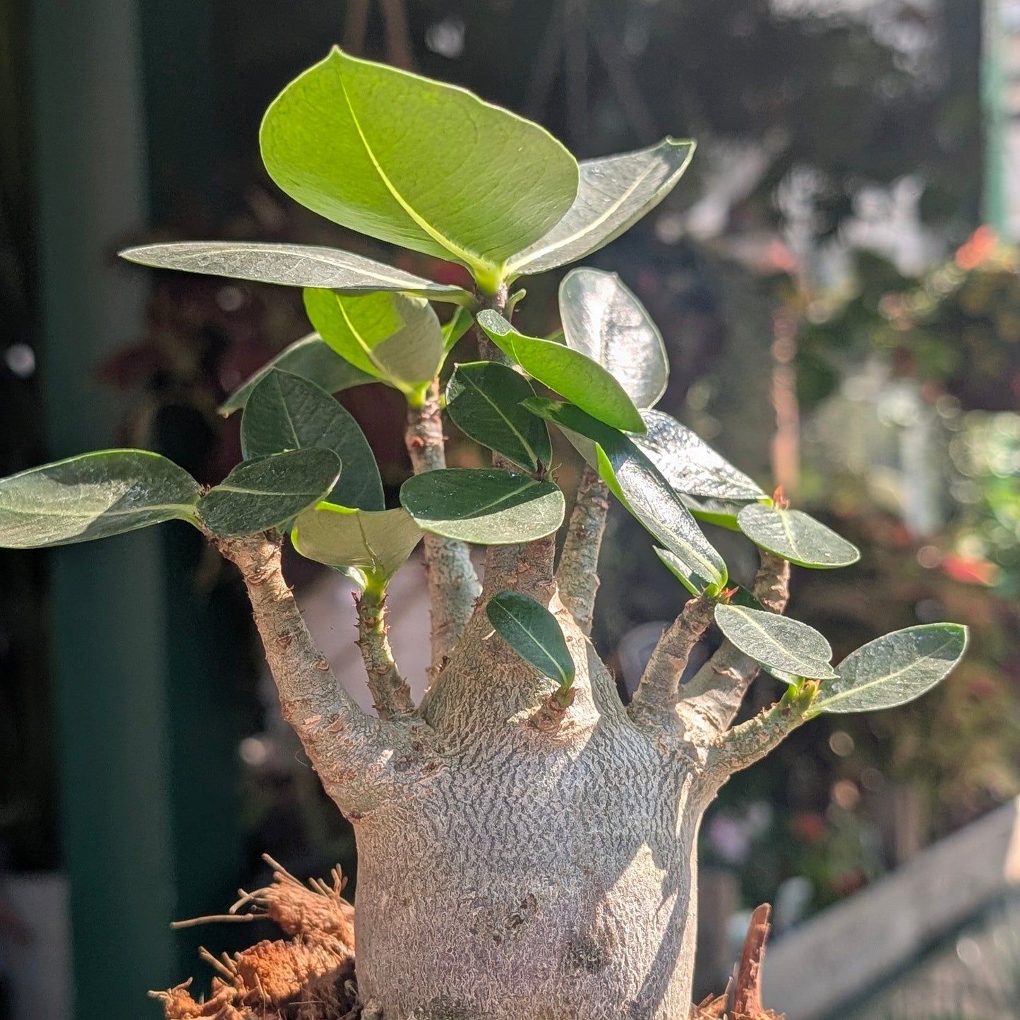 Adenium obesum 'Baobab' (Desert Rose)